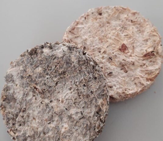 Пенопласт из грибов: история изобретения херсонских исследователей