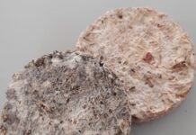 Пінопласт з грибів: історія винаходу херсонських дослідників