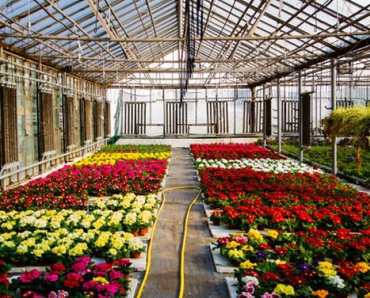 Квітковий бізнес херсонки Марини Максимової