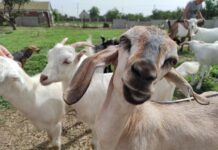 «Лиманська коза»: найцікавіша екоферма Херсонщини