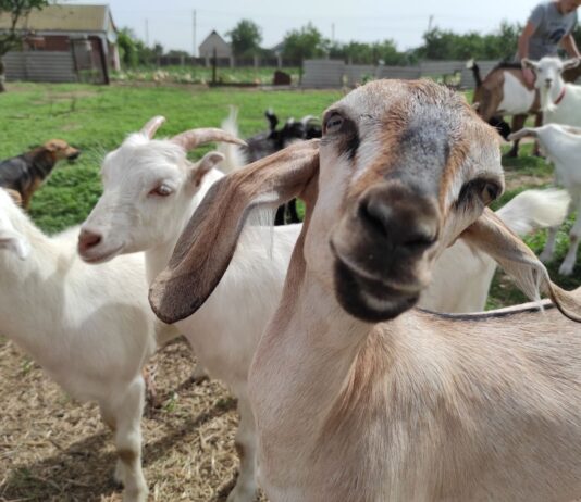 «Лиманська коза»: найцікавіша екоферма Херсонщини