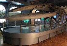 Унікальний природничий музей у Херсоні