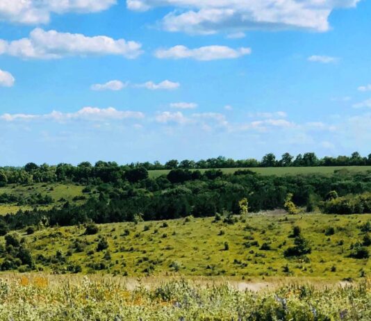 Організація «ВЕЛ»: як на Херсонщині борються за чисте довкілля