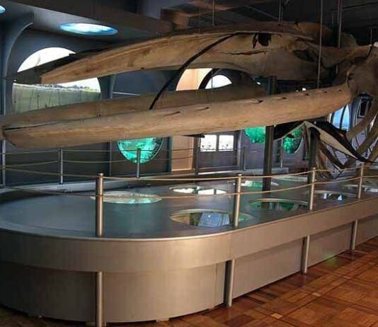 Унікальний природничий музей у Херсоні