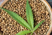 Якість насіння та його вплив на врожай