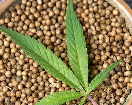 Якість насіння та його вплив на врожай