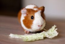 Як доглядати морську свинку: основні рекомендації