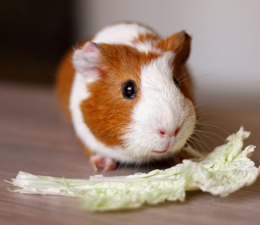 Як доглядати морську свинку: основні рекомендації
